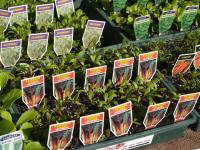Seed propagation course; home study, online.